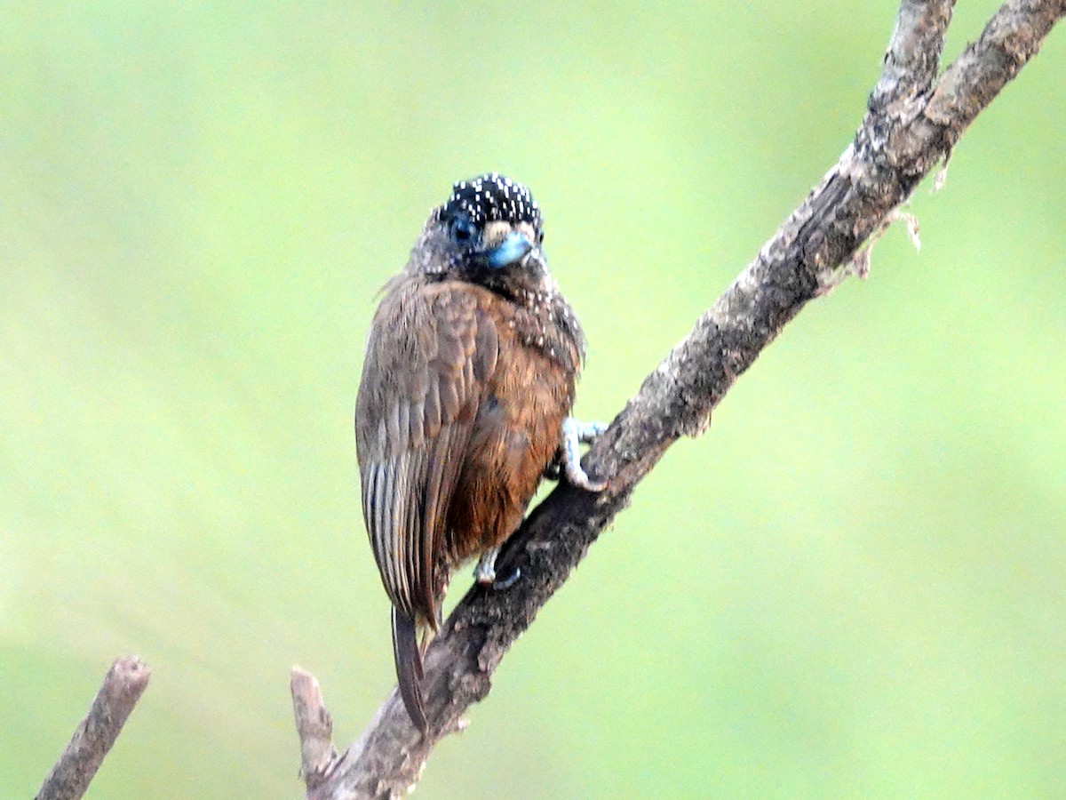 Varzea Piculet - ML625404030