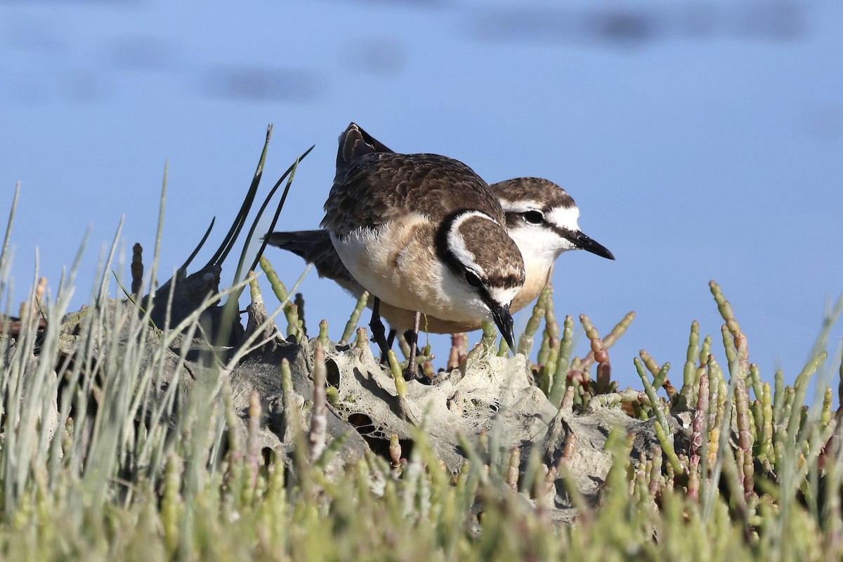 Kittlitz's Plover - ML625404086