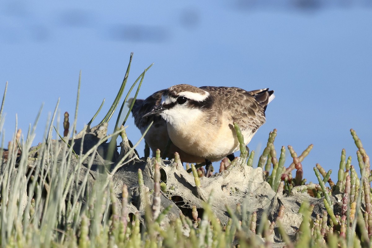 Kittlitz's Plover - ML625404103