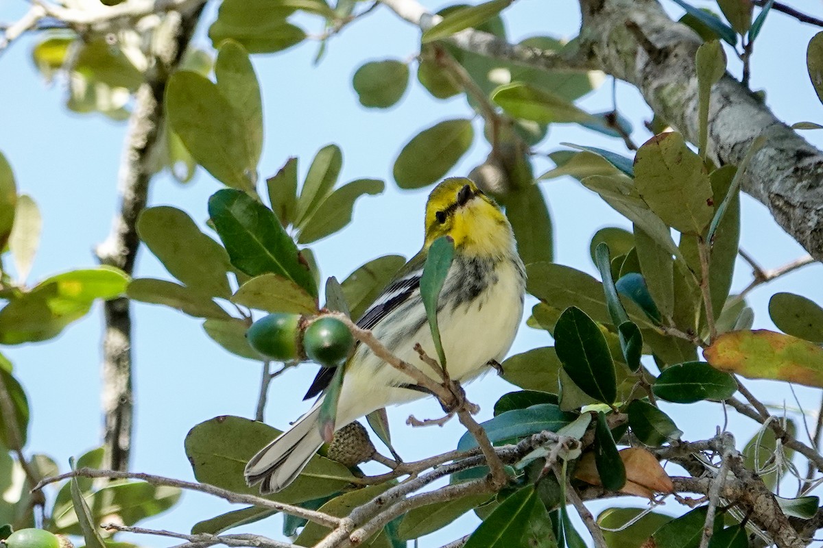 Black-throated Green Warbler - ML625404105