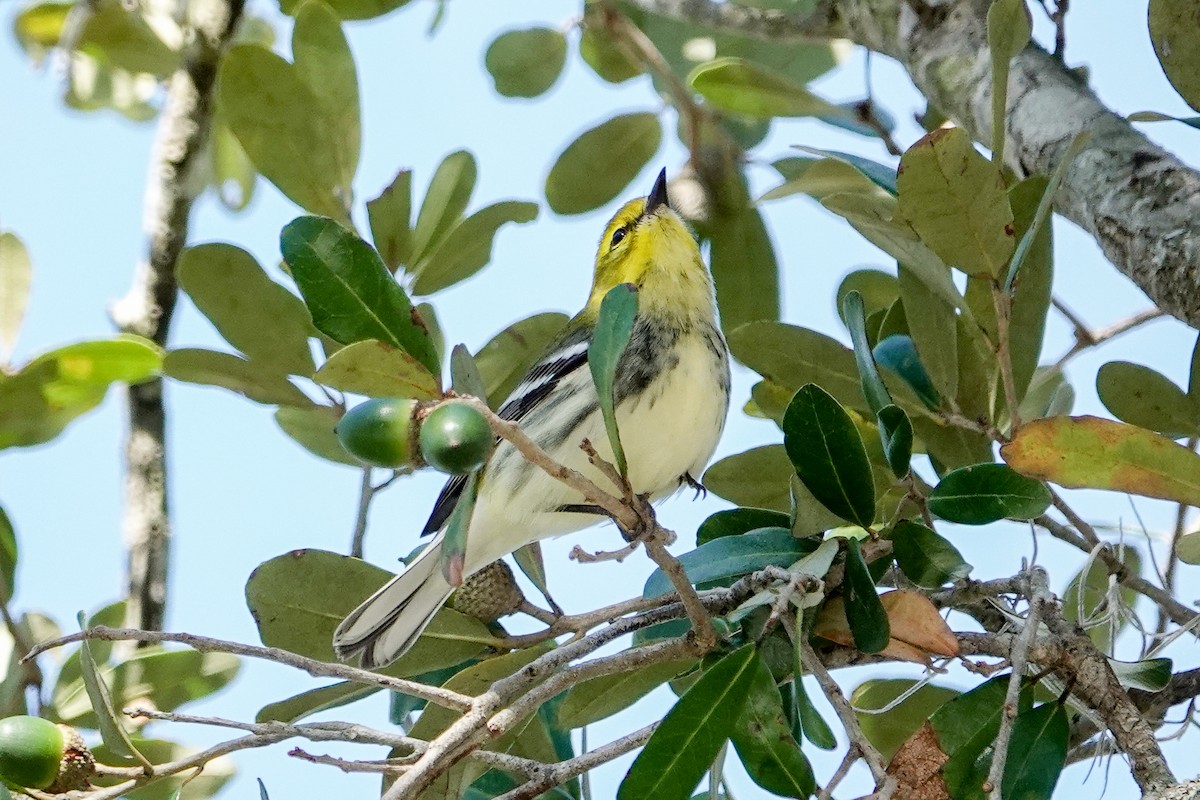 Black-throated Green Warbler - Kathy Doddridge