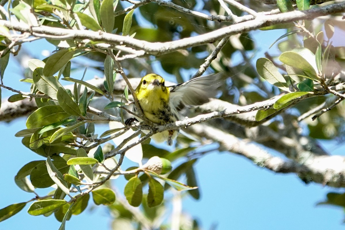 Black-throated Green Warbler - ML625404107