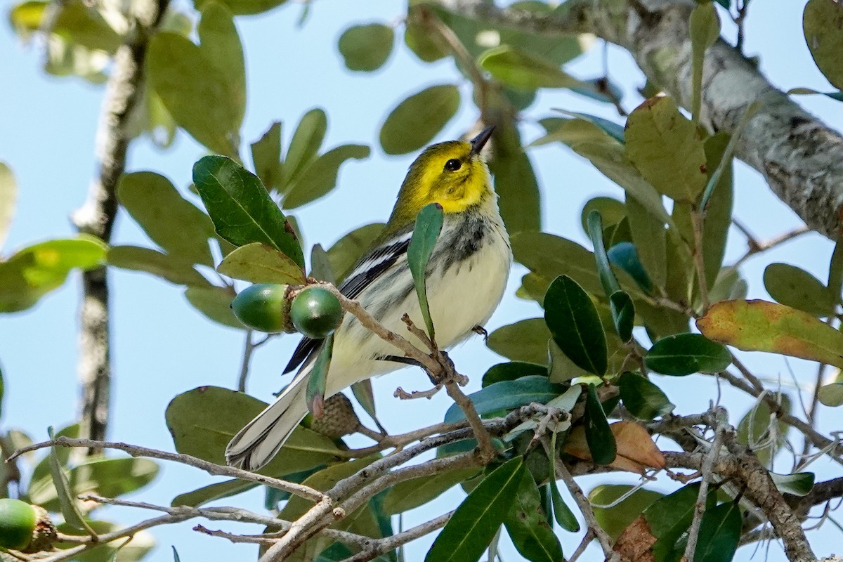 Black-throated Green Warbler - ML625404111