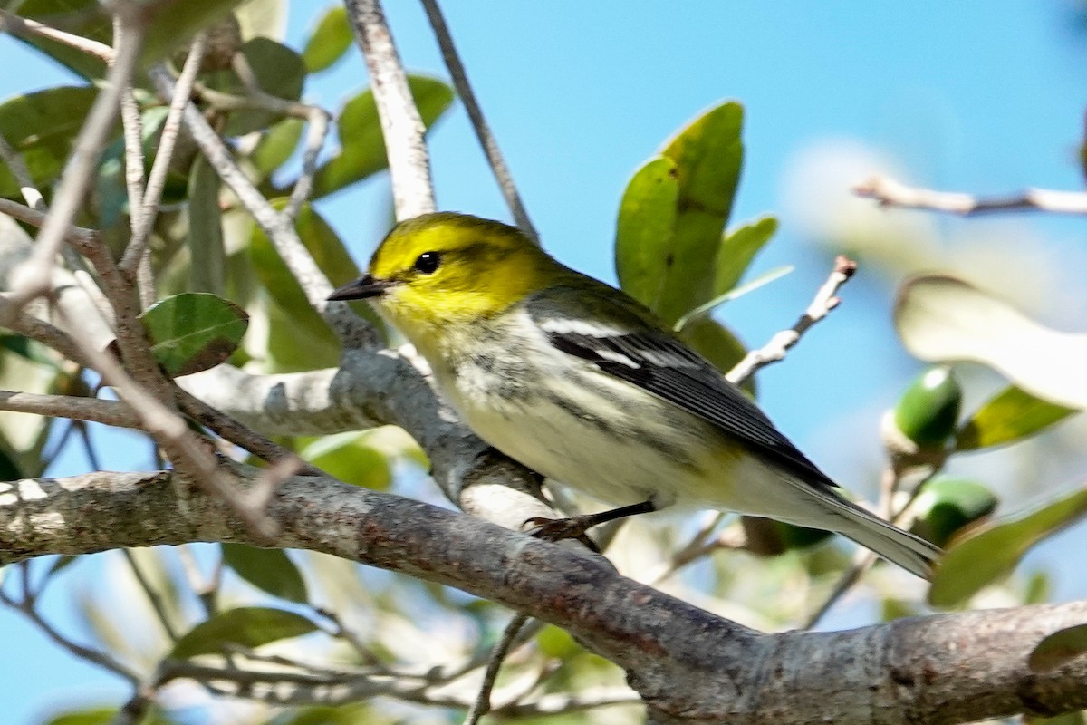 Black-throated Green Warbler - ML625404113