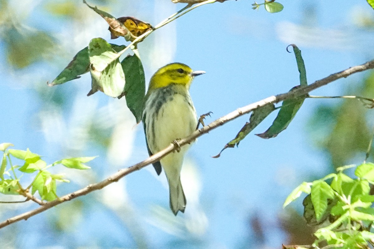 Black-throated Green Warbler - ML625404114