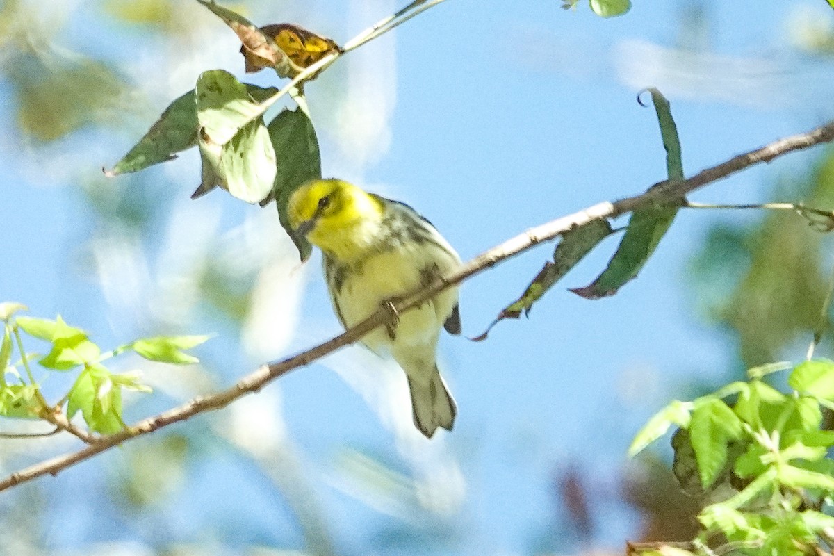 Black-throated Green Warbler - ML625404115