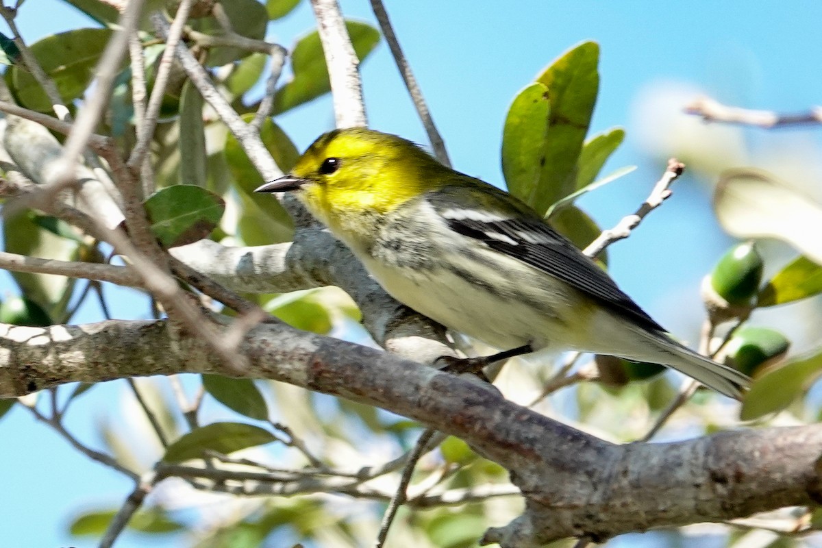 Black-throated Green Warbler - ML625404118