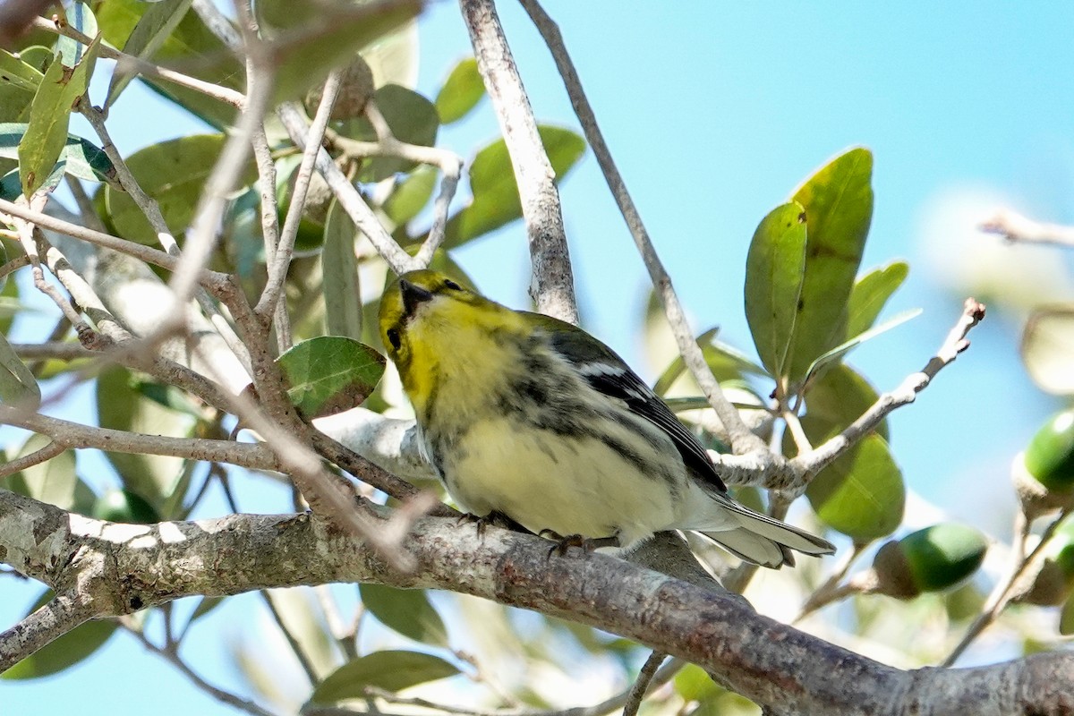 Black-throated Green Warbler - ML625404119