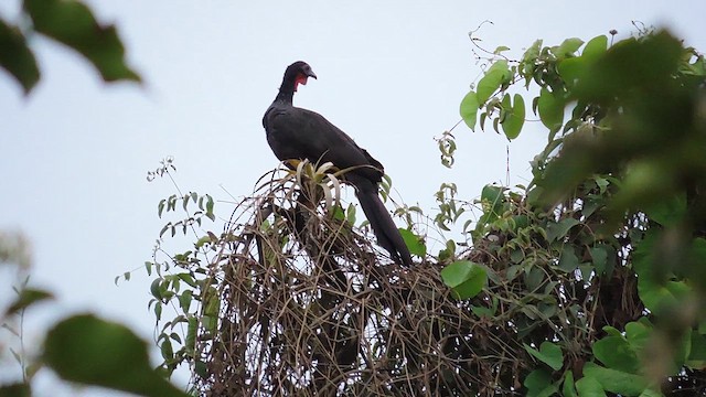 White-winged Guan - ML625404206