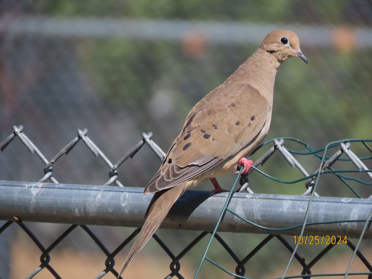 Mourning Dove - ML625404215