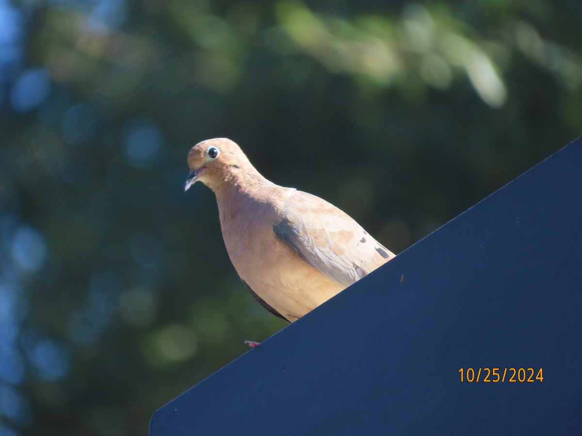 Mourning Dove - ML625404217