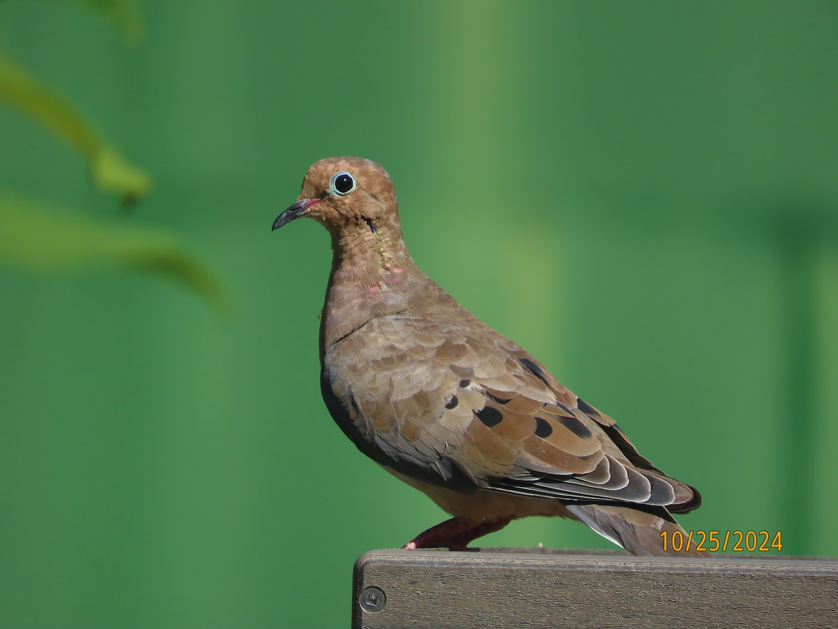 Mourning Dove - ML625404218