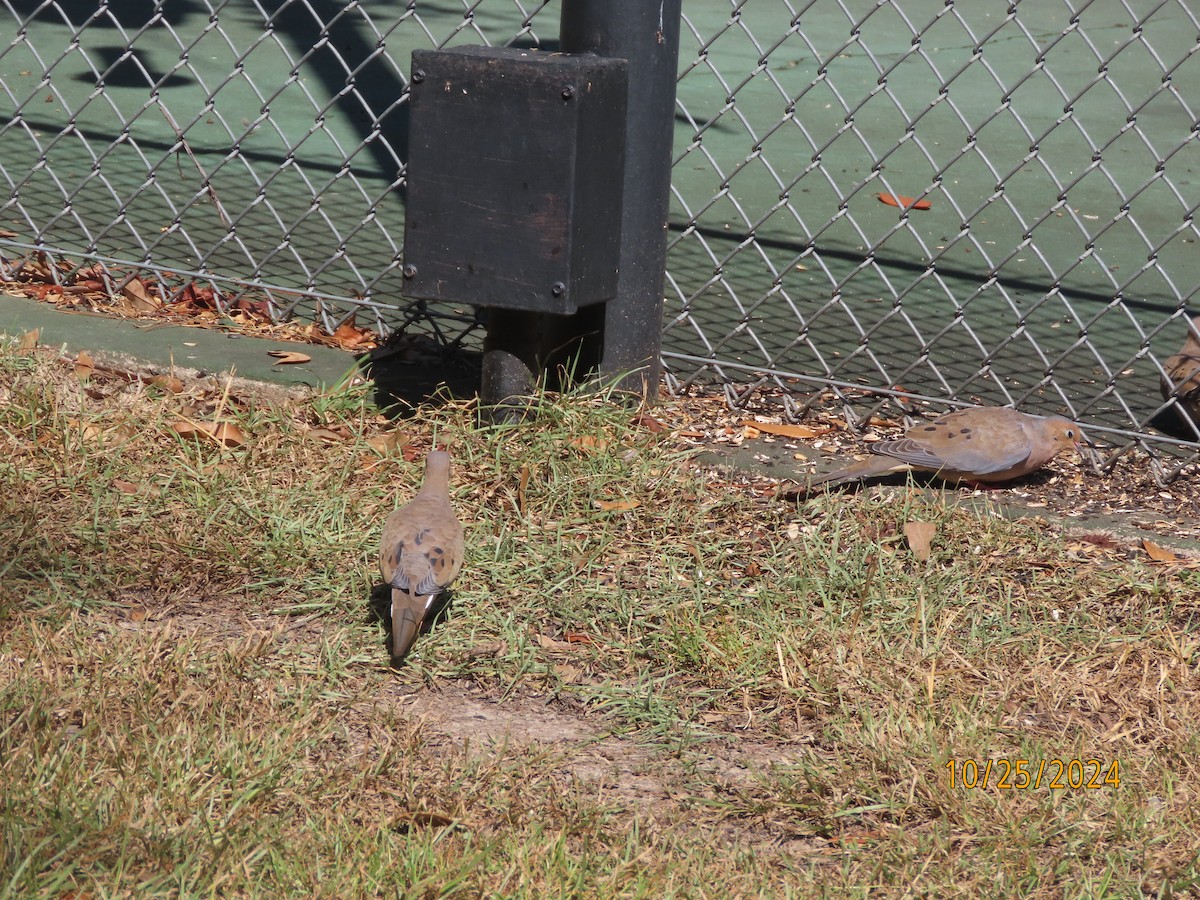 Mourning Dove - ML625404219