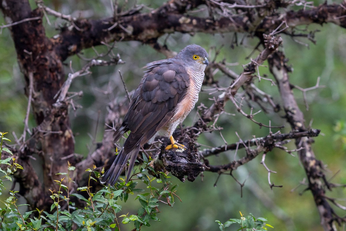 African Goshawk (Southern) - ML625404256