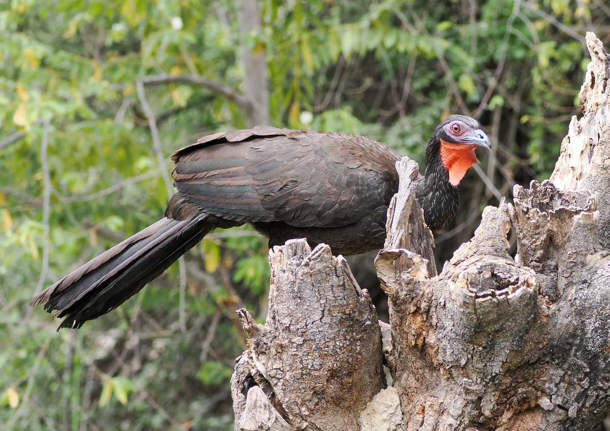White-winged Guan - ML625404270