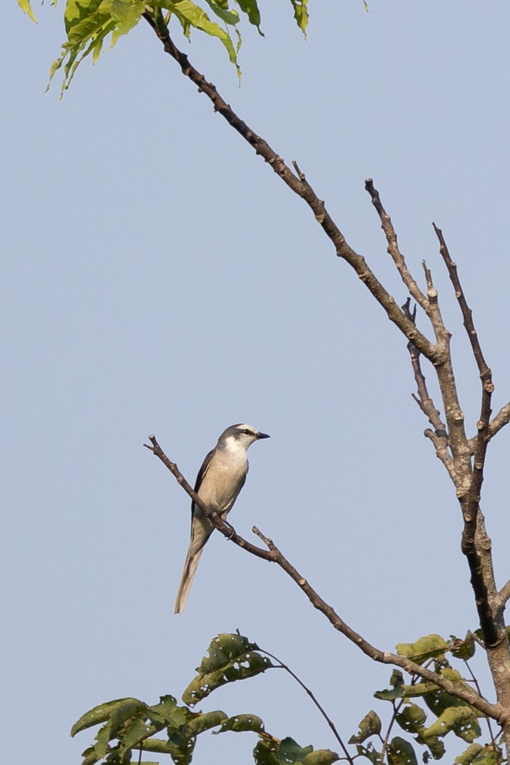 Brown-rumped Minivet - ML625404334