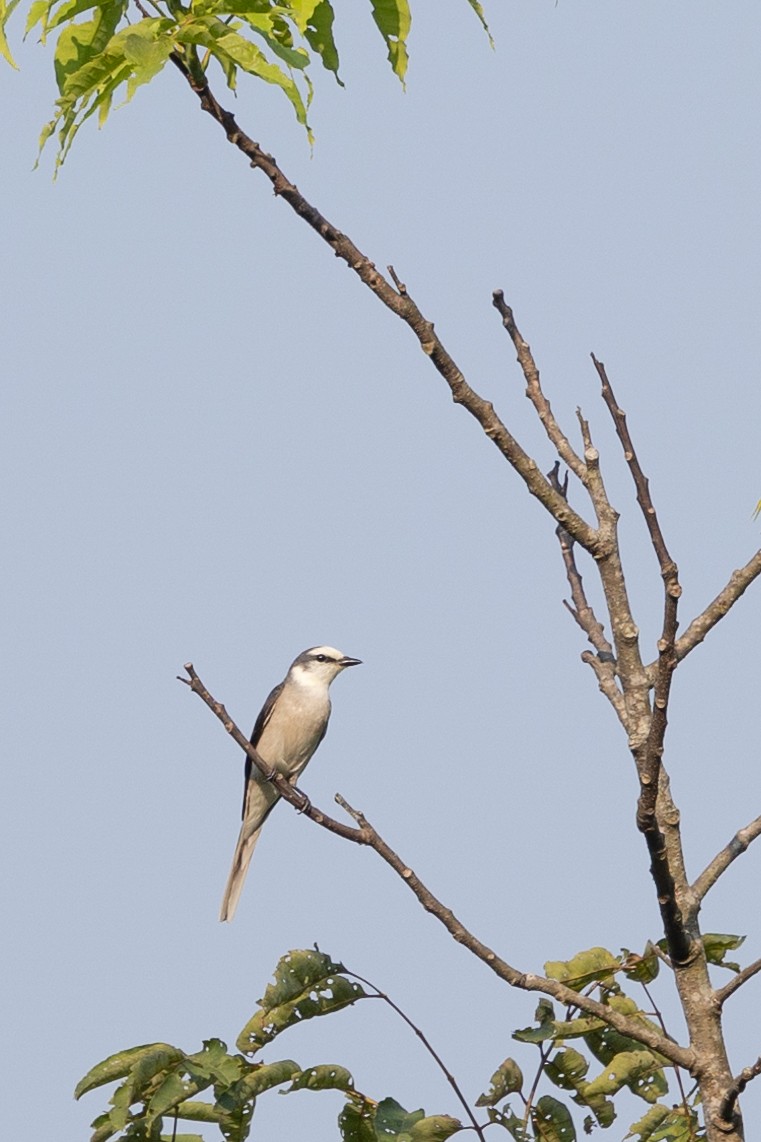 Brown-rumped Minivet - ML625404335