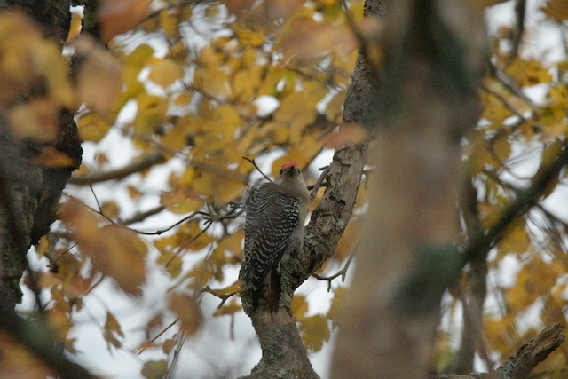 Red-bellied Woodpecker - ML625404352