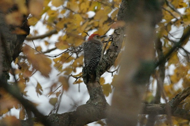 Red-bellied Woodpecker - Lynn Miller