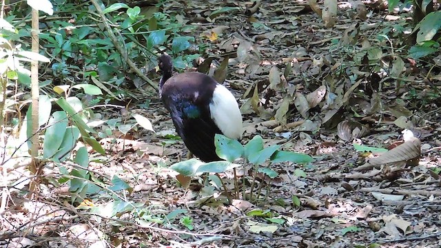 Pale-winged Trumpeter - ML625404384