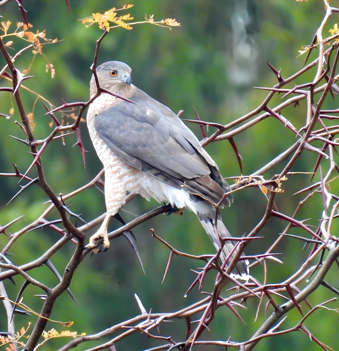 Cooper's Hawk - ML625404392