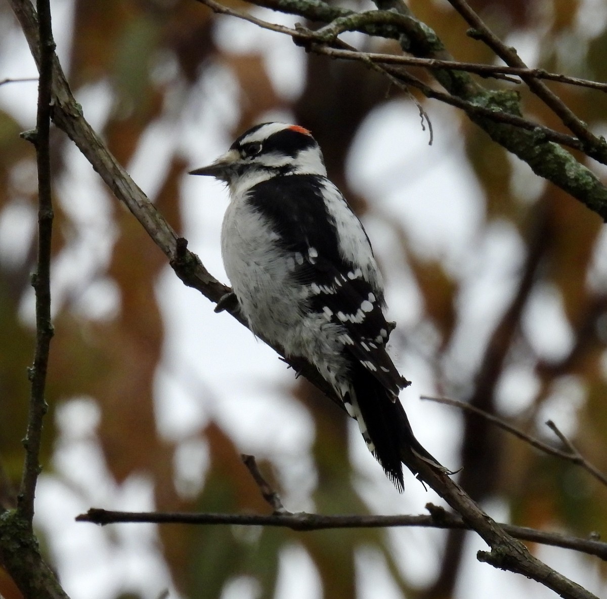 Downy Woodpecker - ML625404399