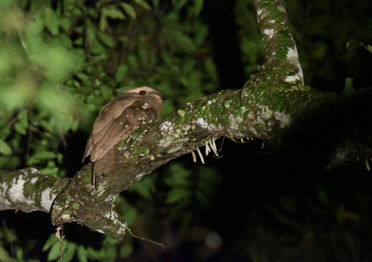 Large Frogmouth - ML625404455