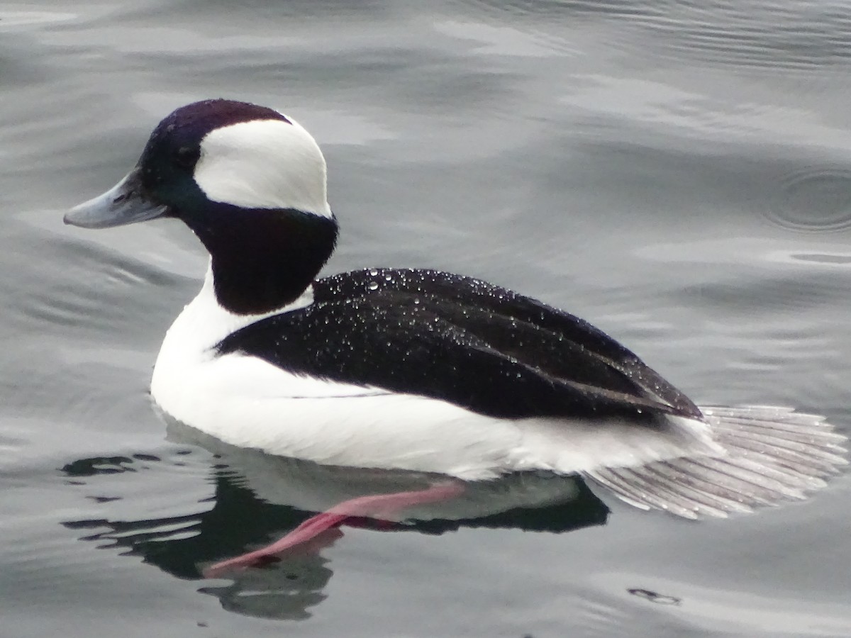 Bufflehead - ML625404508