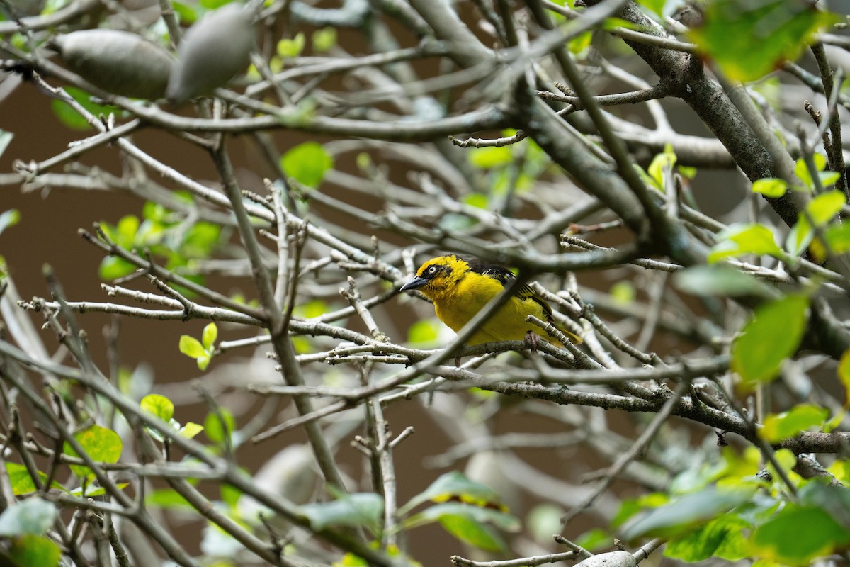 Baglafecht Weaver - ML625404522