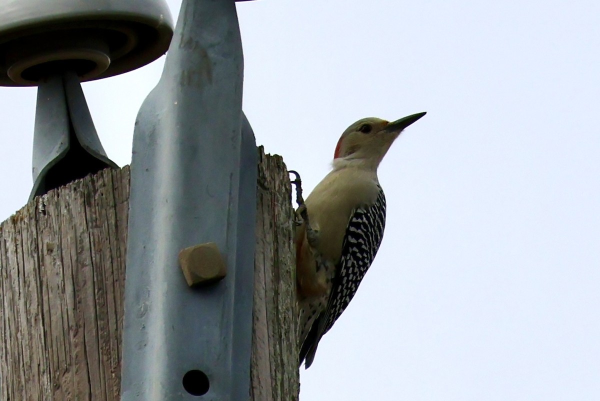 Red-bellied Woodpecker - ML625404590