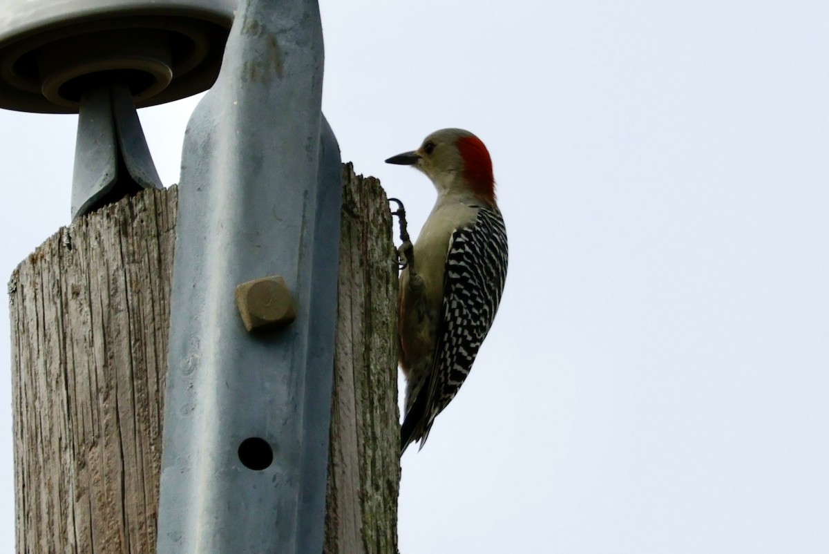 Red-bellied Woodpecker - ML625404591