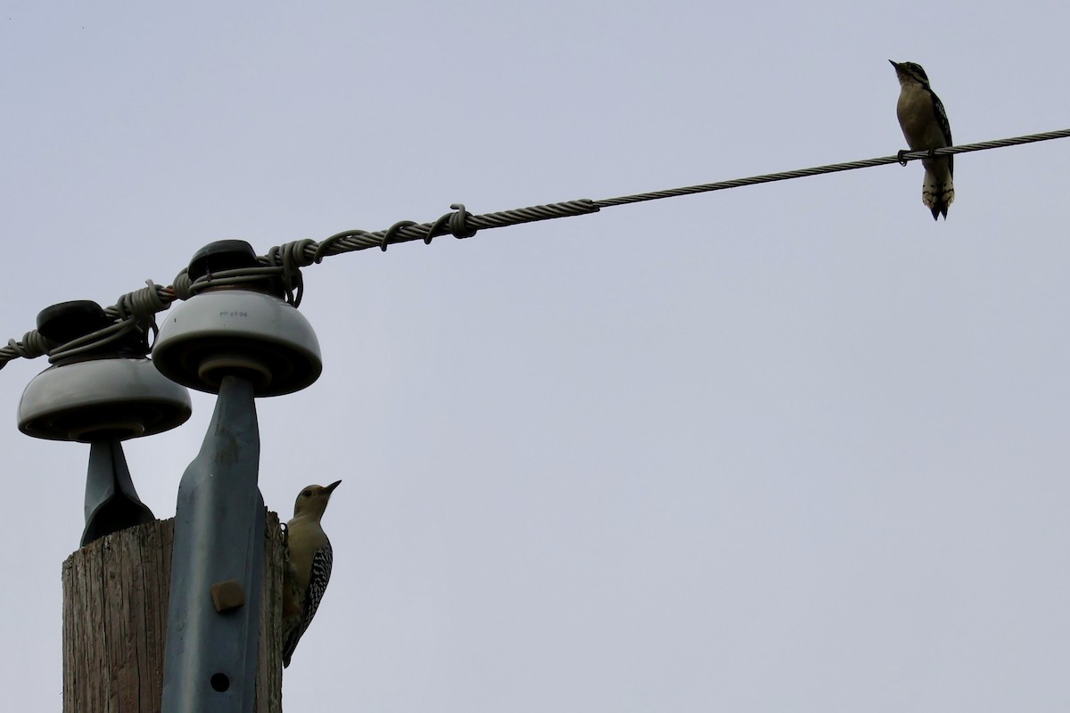 Red-bellied Woodpecker - ML625404592