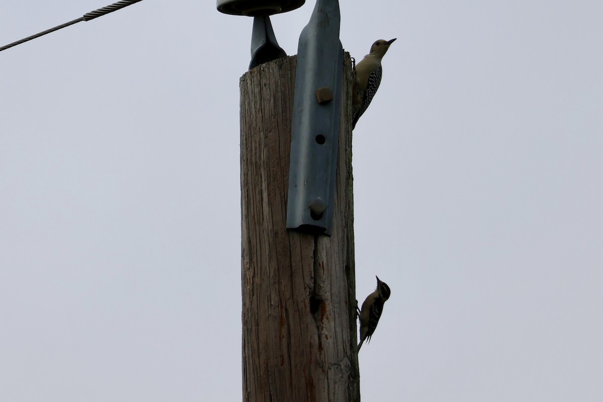 Red-bellied Woodpecker - ML625404593