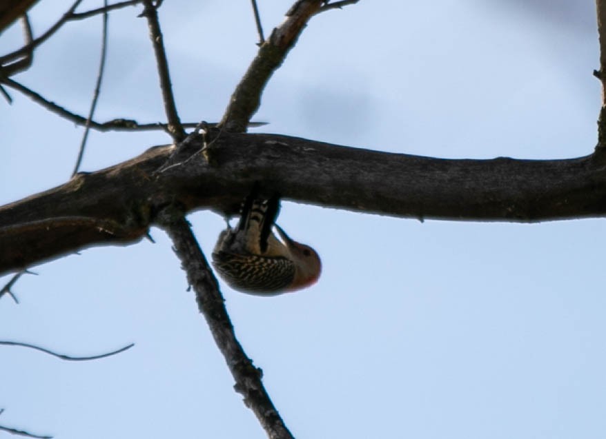 Red-bellied Woodpecker - Byron & Karyl Rice