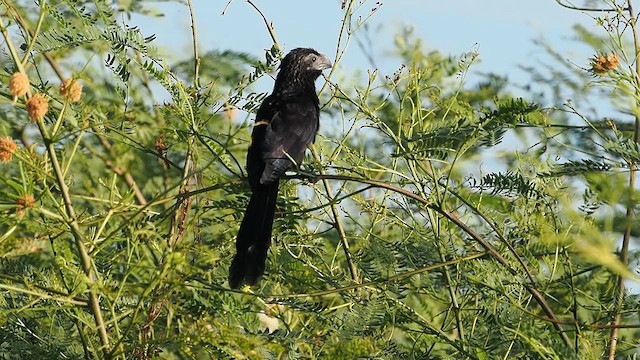 Groove-billed Ani - ML625404624