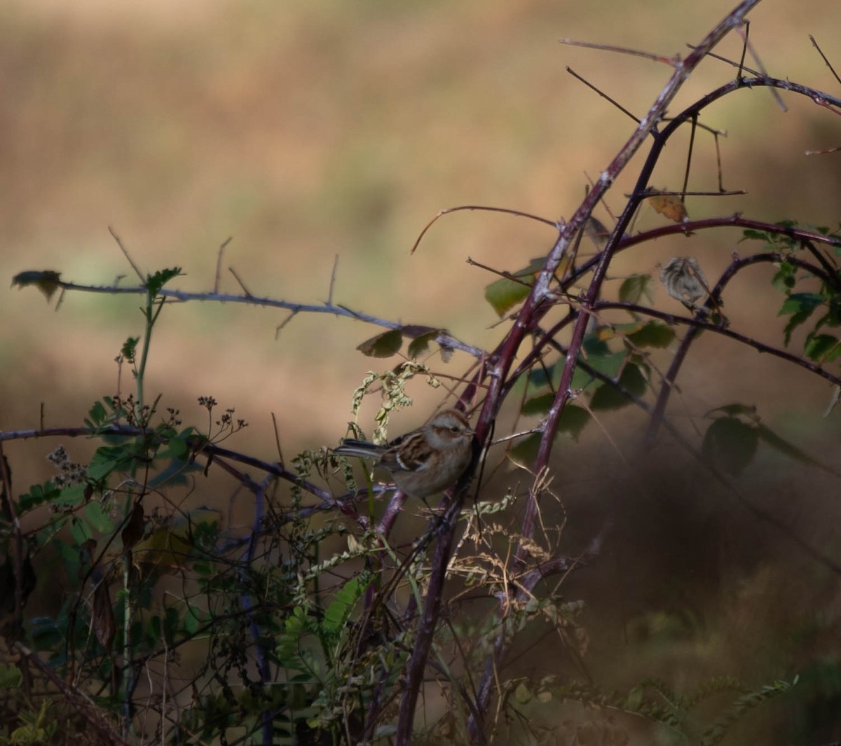 American Tree Sparrow - ML625404630