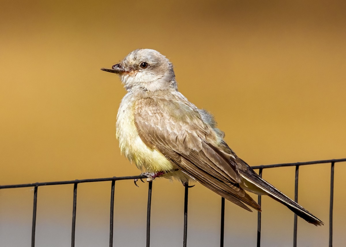 Western Kingbird - ML625404674