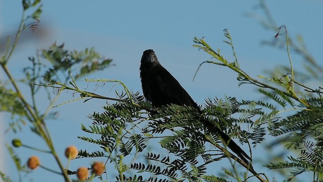 Groove-billed Ani - ML625404689