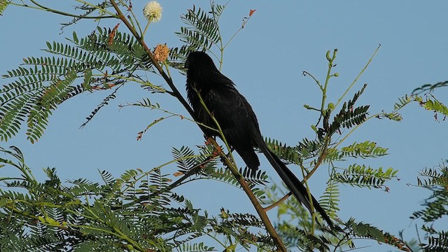 Groove-billed Ani - ML625404696