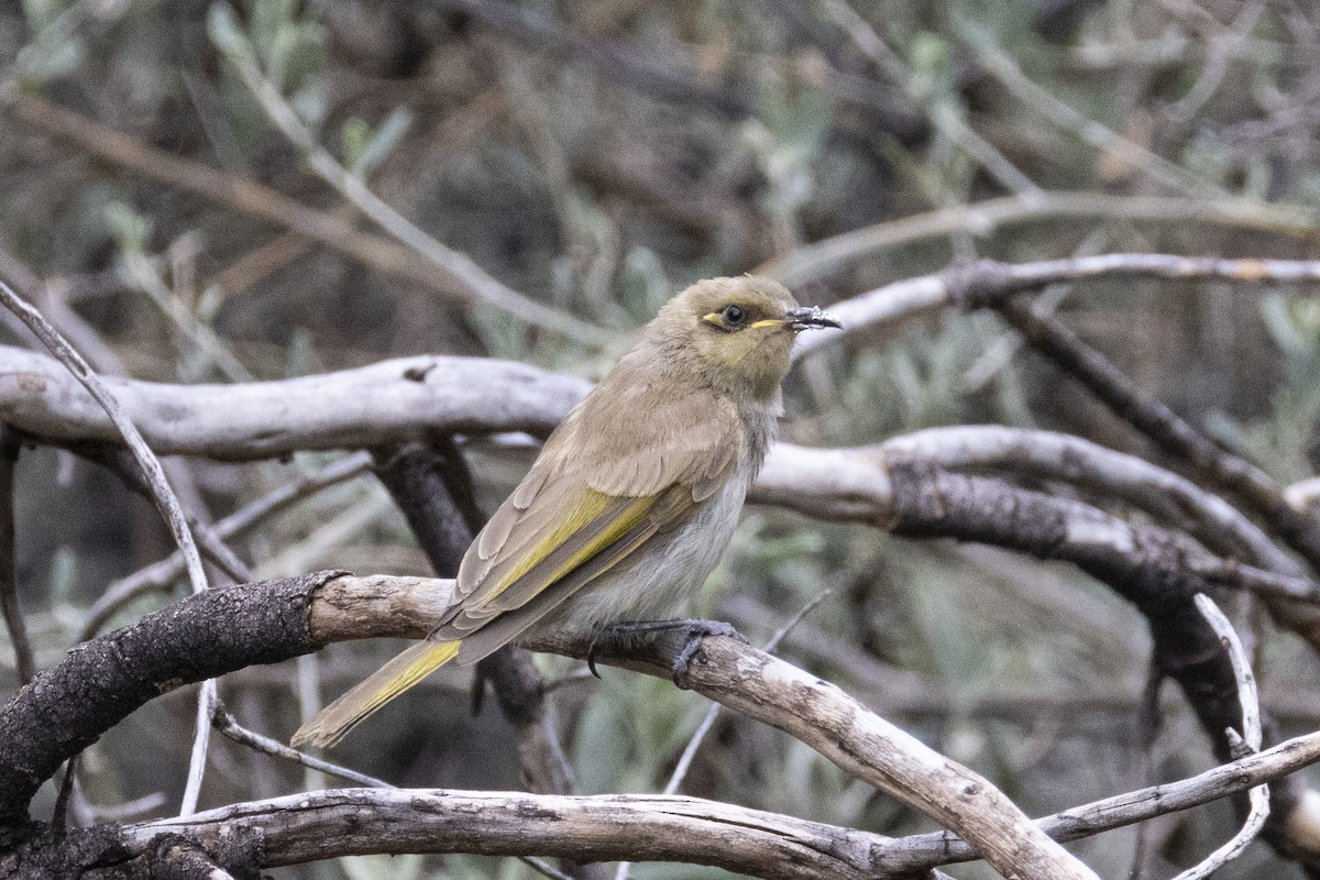 Brown Honeyeater - ML625404712