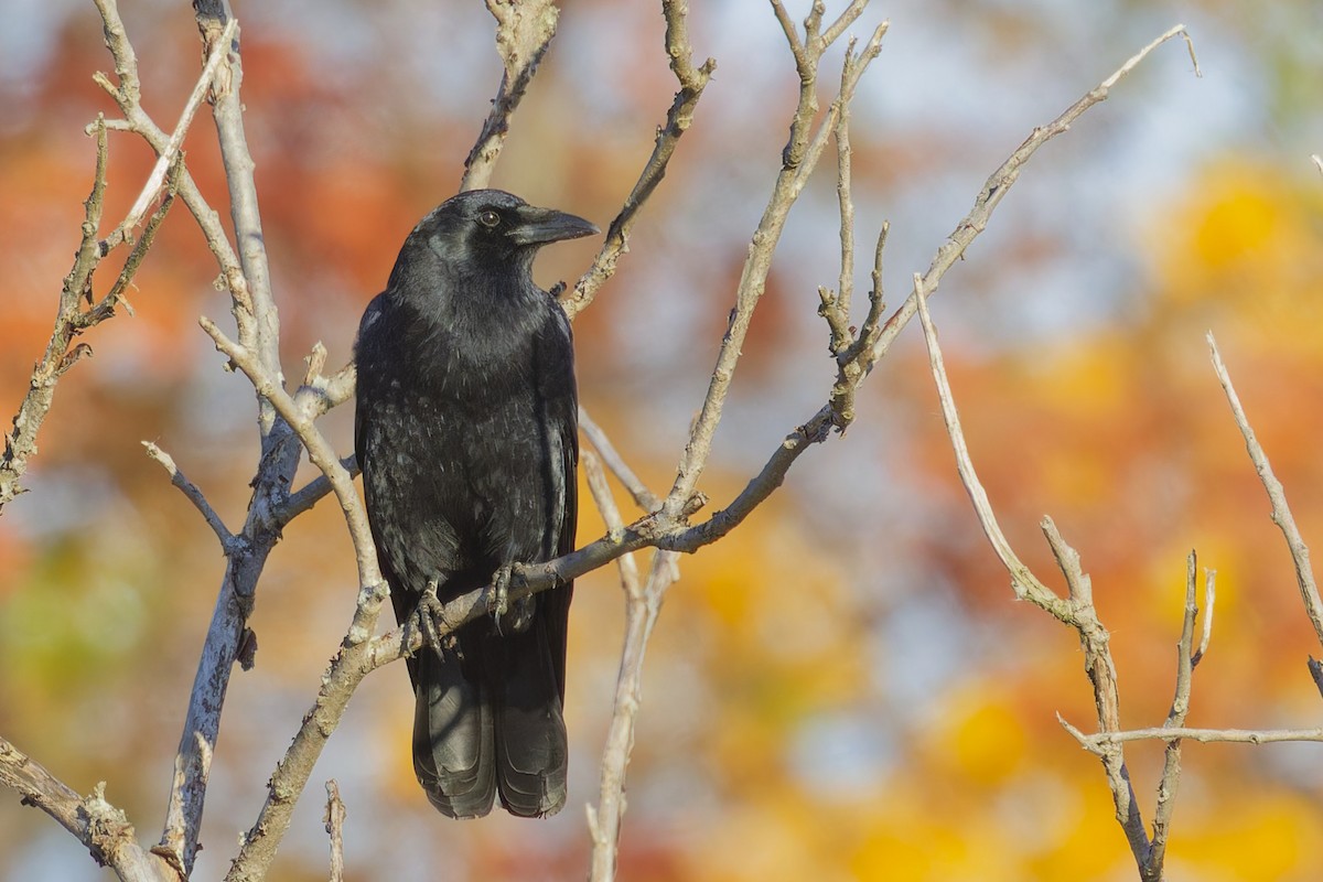 American Crow - ML625404730