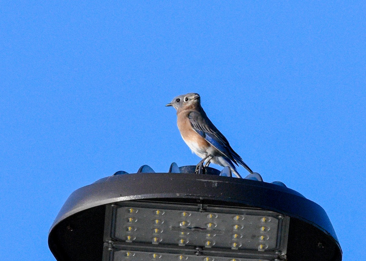 Eastern Bluebird - ML625404748