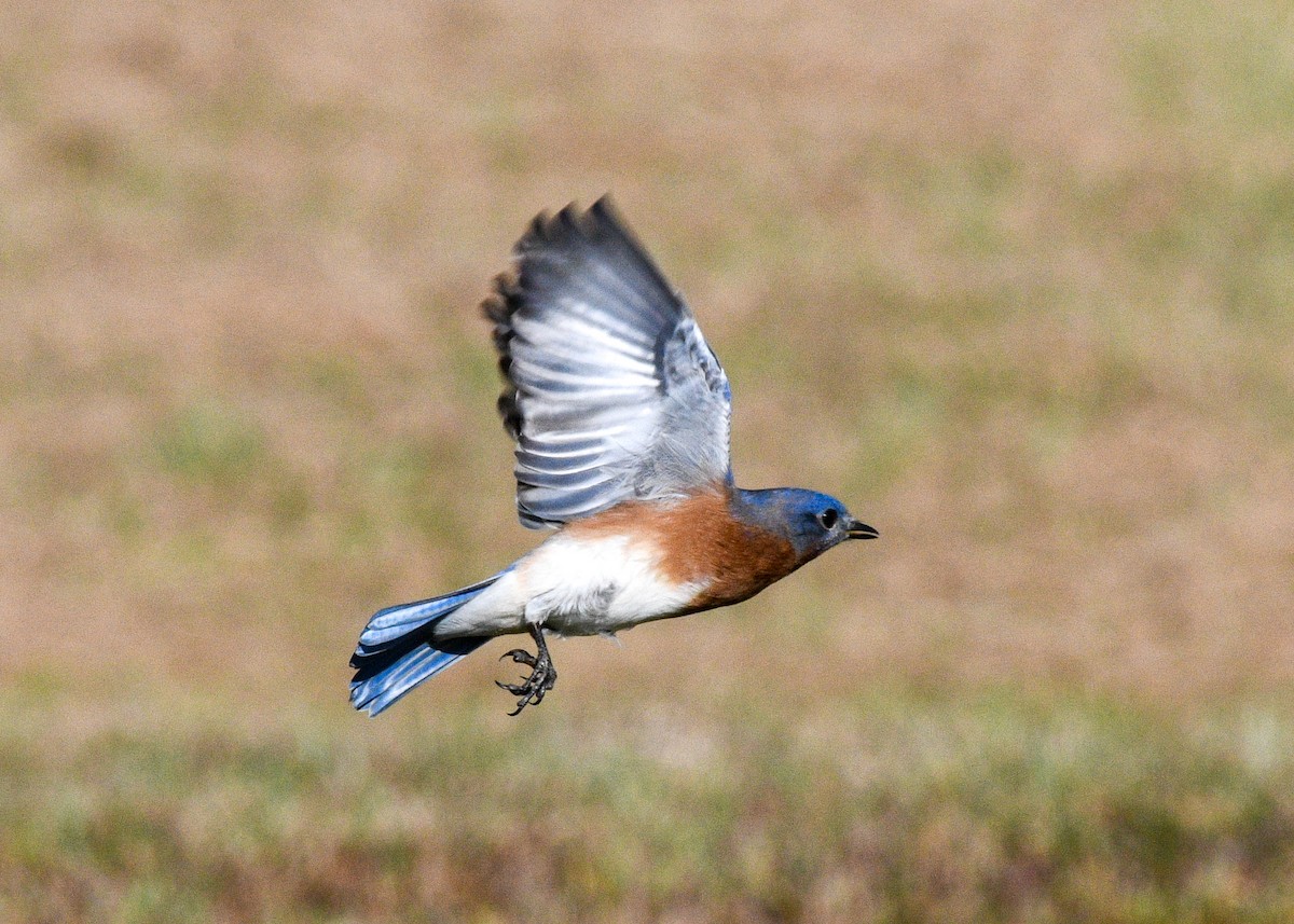 Eastern Bluebird - ML625404751