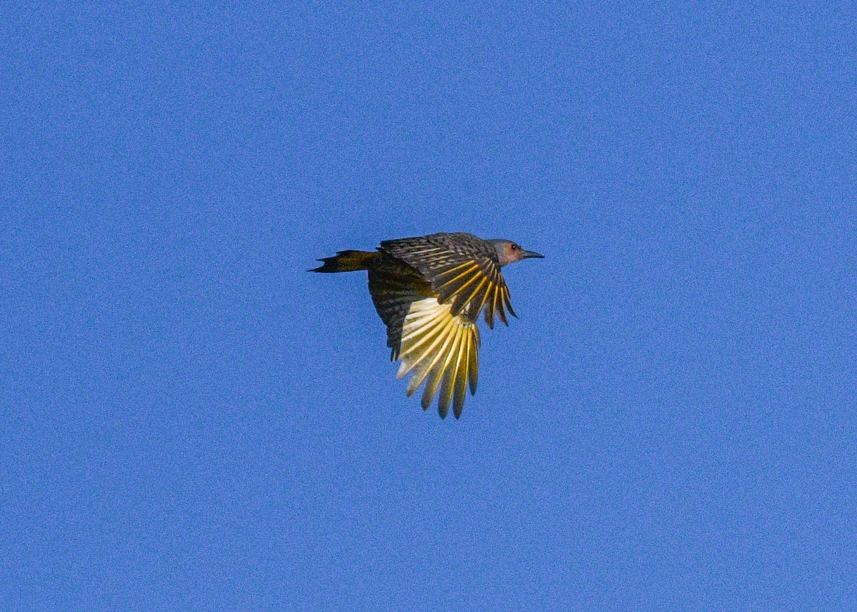 Northern Flicker - ML625404761