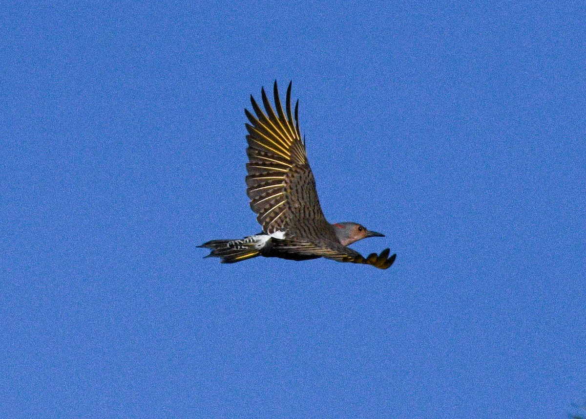 Northern Flicker - ML625404762
