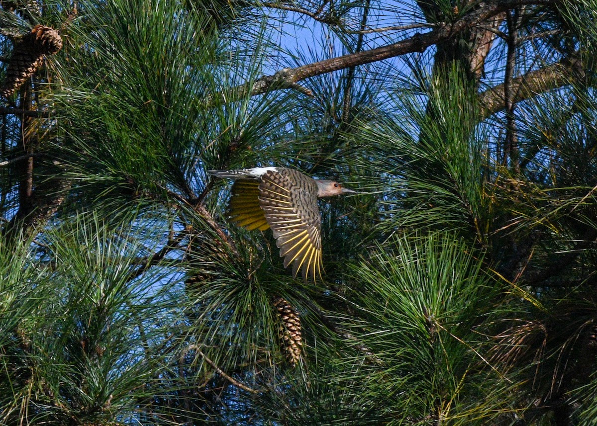 Northern Flicker - ML625404763