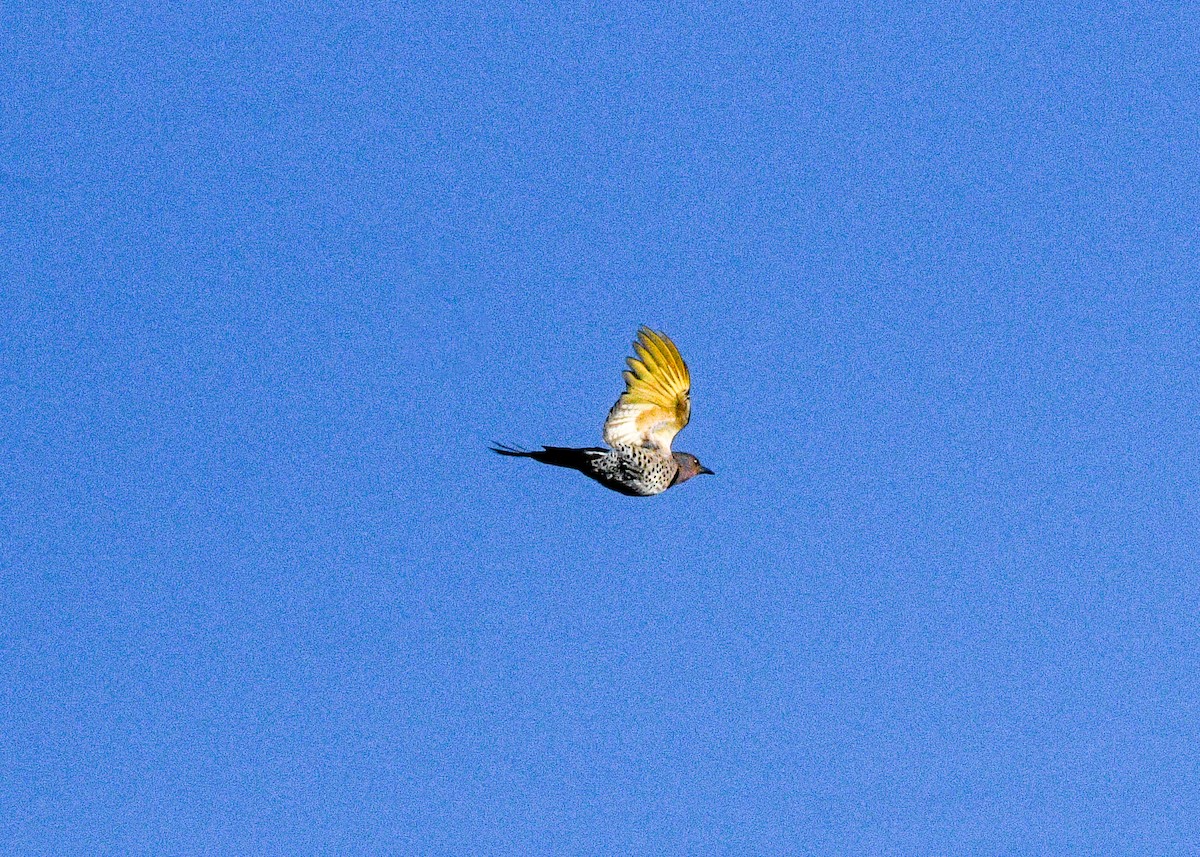 Northern Flicker - ML625404764