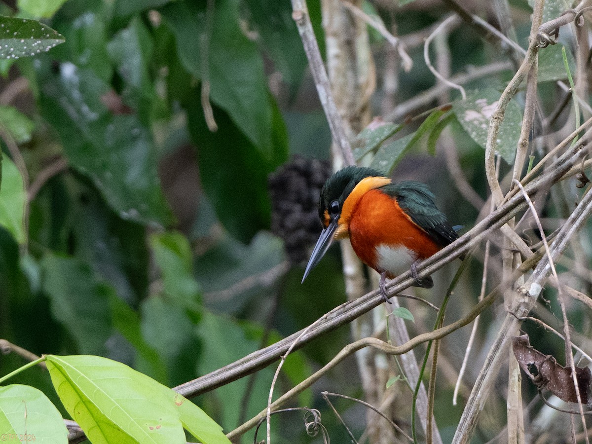 American Pygmy Kingfisher - ML625404825