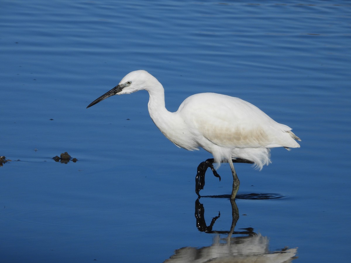 Aigrette garzette - ML625404844