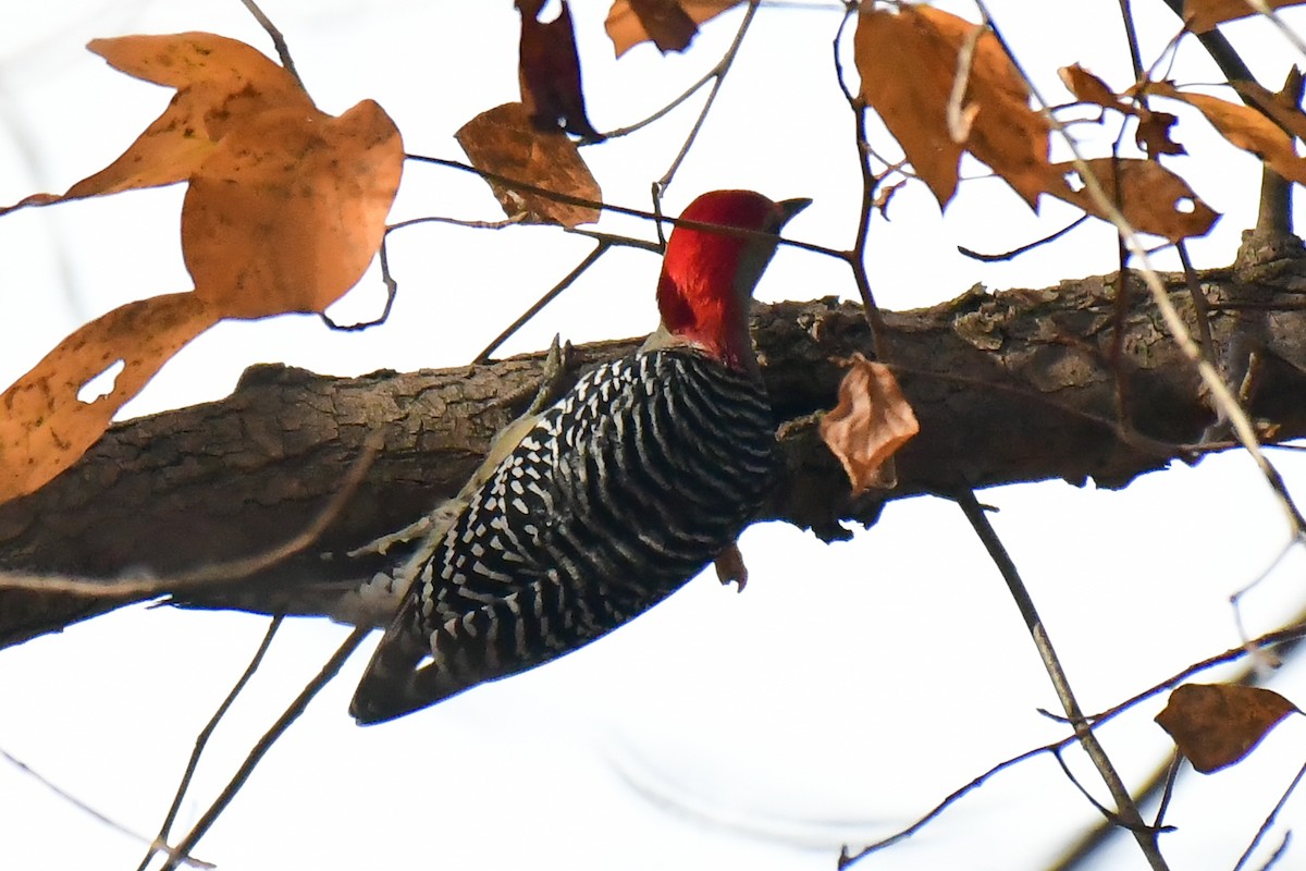 Red-bellied Woodpecker - ML625404912